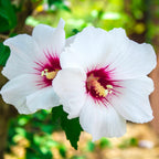 Hibiscus syriacus 'Red Heart'