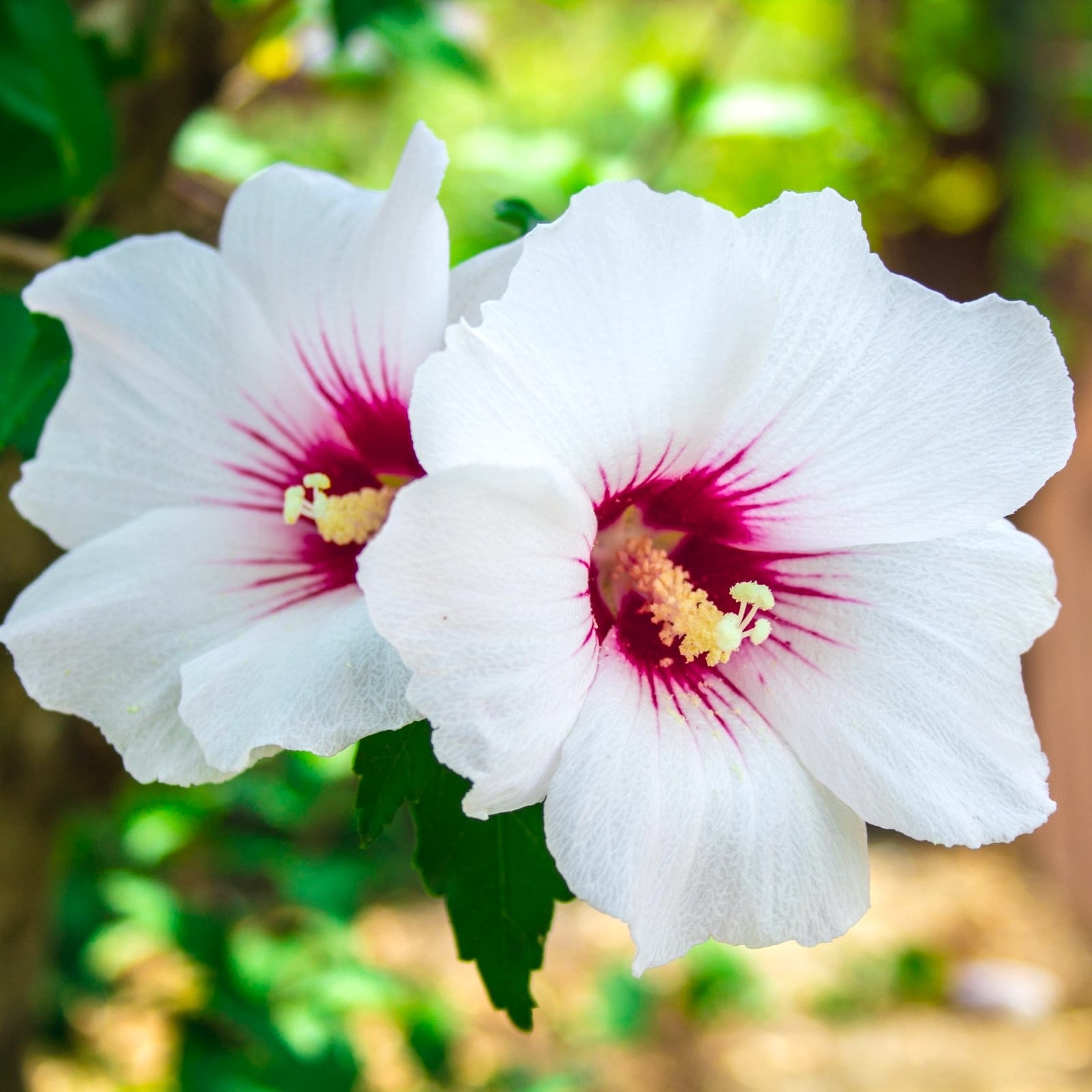 Hibiscus syriacus 'Red Heart'