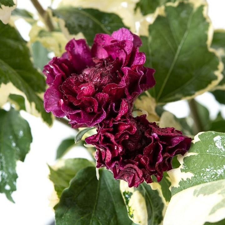 Hibiscus syriacus 'Purpureus Variegatus'