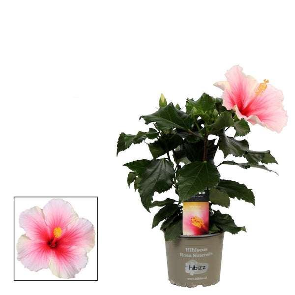 Hibiscus rosa-sinensis Geisha (2 plants/pot)