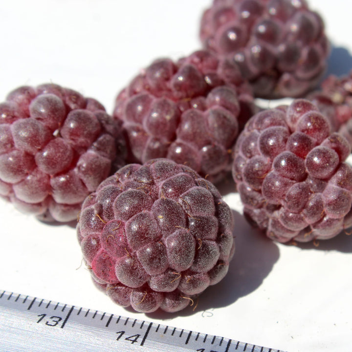 Zmeur visiniu aromat - Rubus idaeus 'Glen Coe'