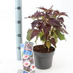 Hibiscus moscheutos Carousel ‘Jolly Heart’ - tuinhibiscus met reusachtige witte bloemen