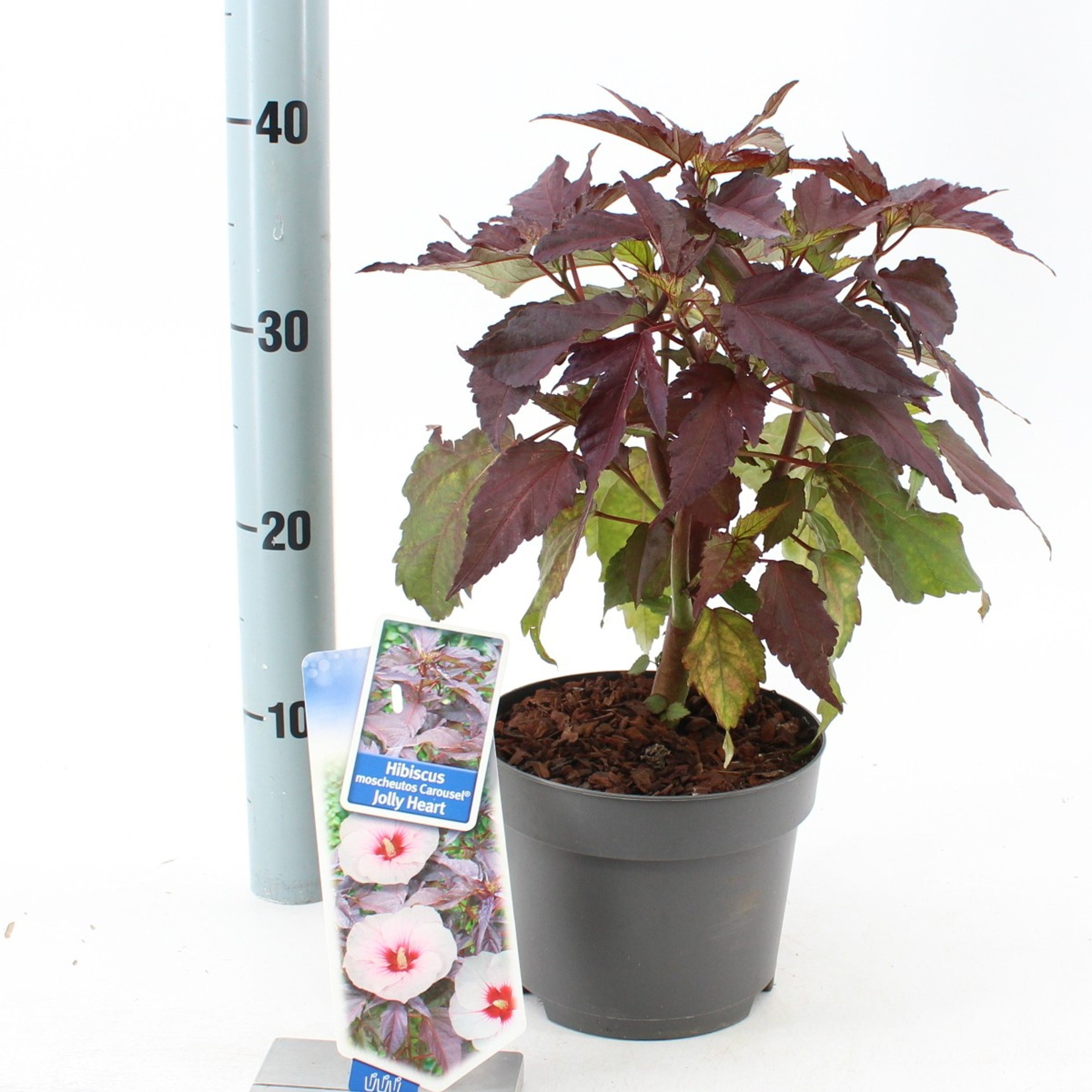 Hibiscus moscheutos Carousel ‘Jolly Heart’ - hibiscus de gradina cu flori albe uriase