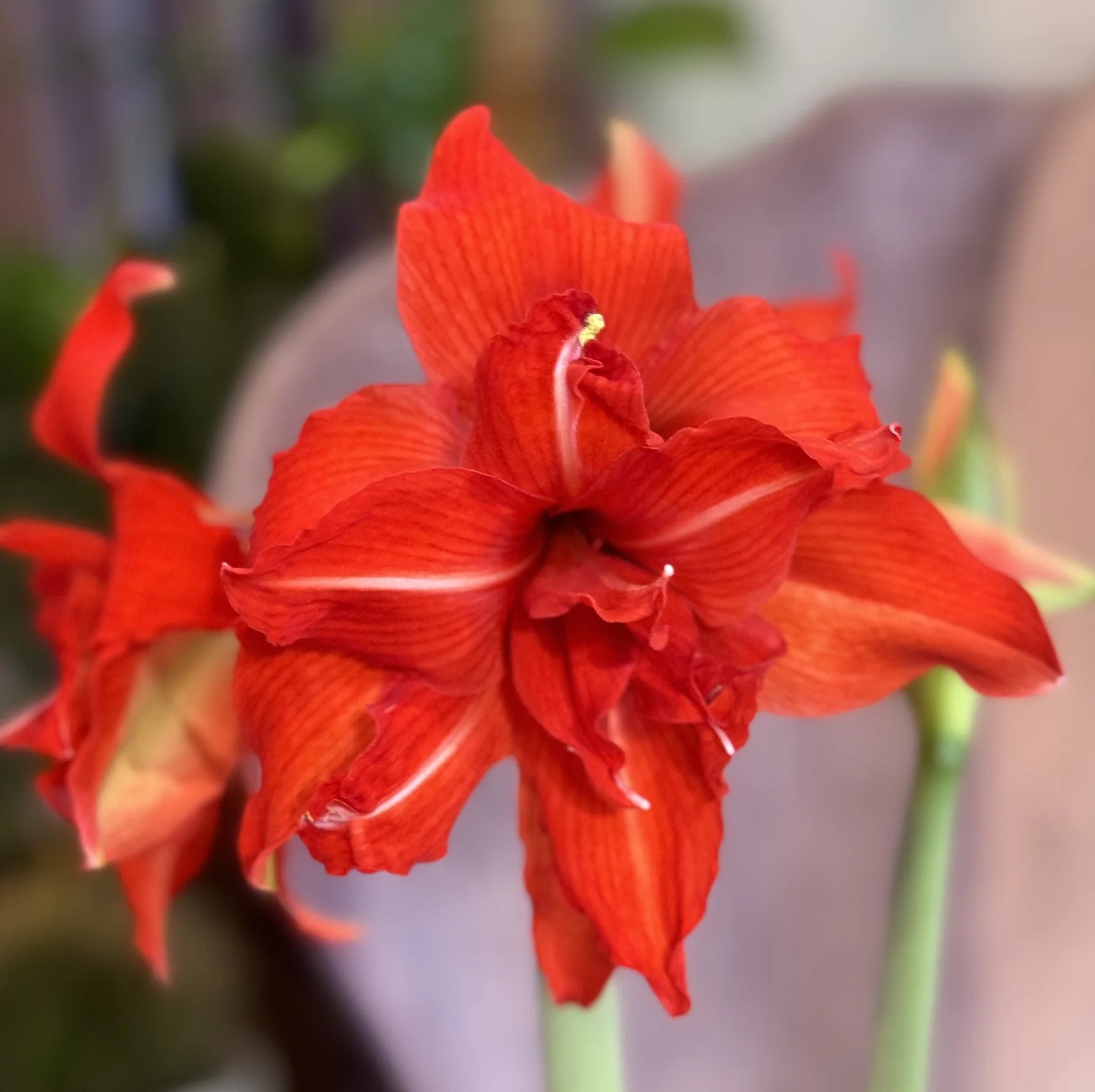 Amaryllisページ Amaryllis (Hippeastrum) – bulbs with spectacular flowers – Secret