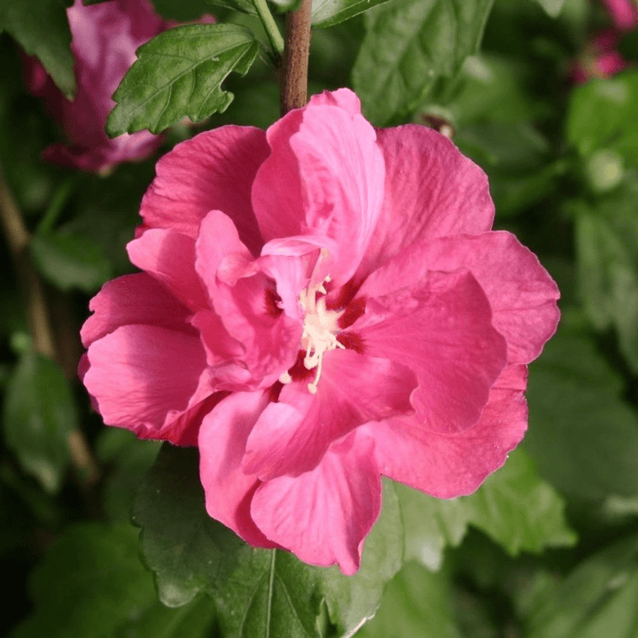 Hibiscus syriacus 'Duc de Brabant'