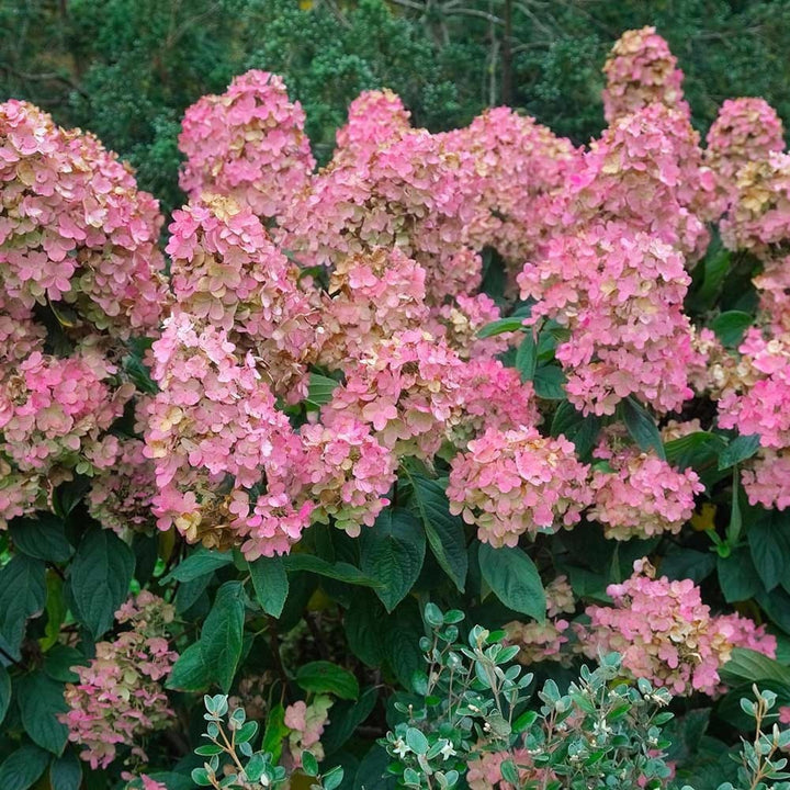 Hydrangea paniculata 'Pink Diamond'