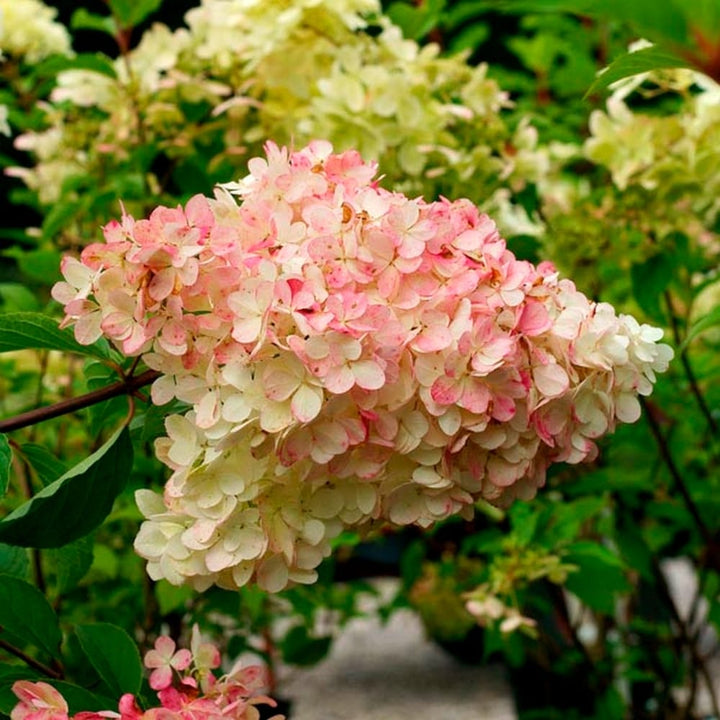 Hortensie arbustiva - Hydrangea paniculata 'Phantom'