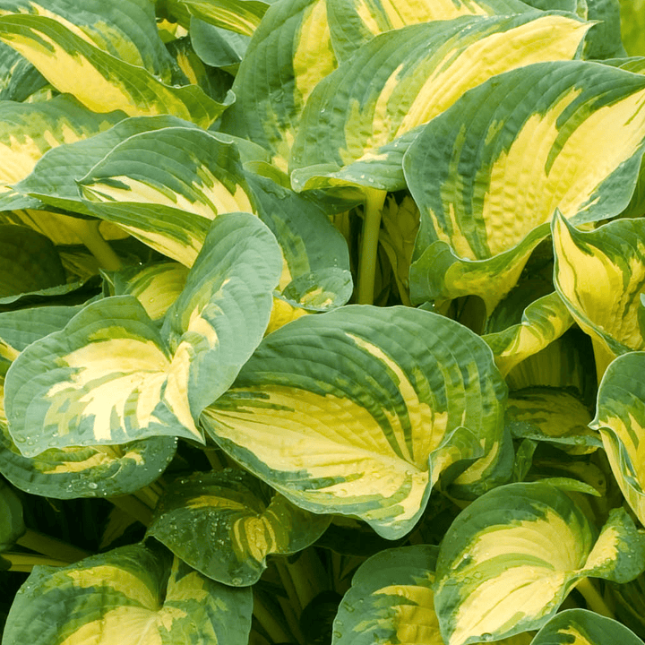 Hosta 'Great Expectations'