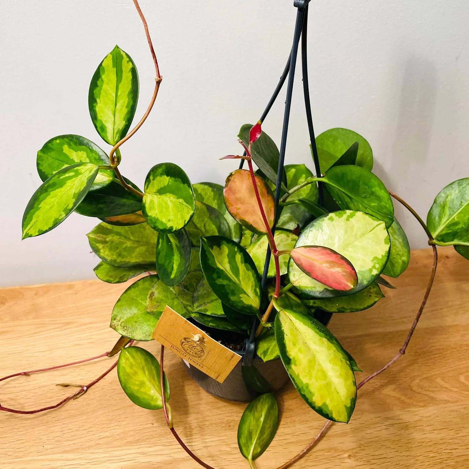 Hoya australis 'Lisa'