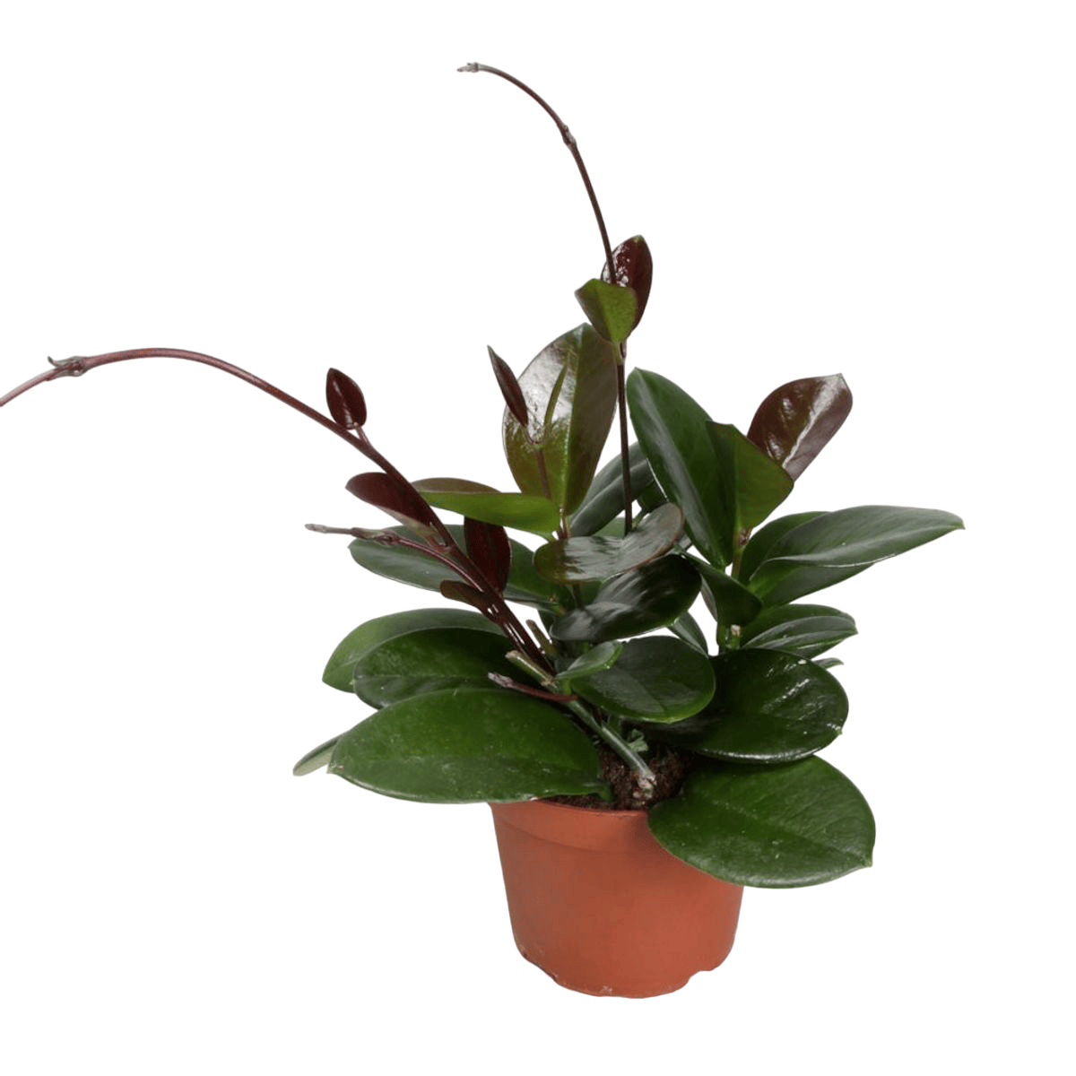 Hoya australis ssp. tenuipes