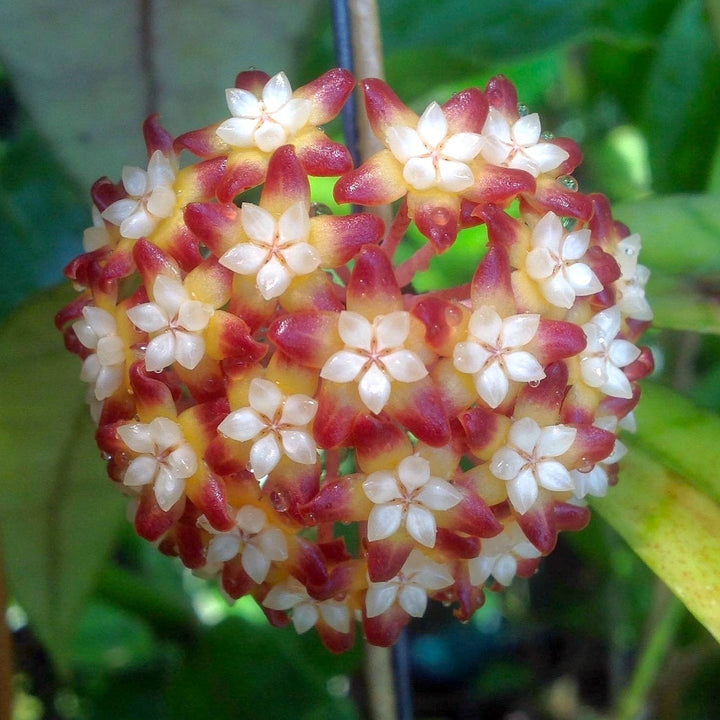 Hoya callistophylla 'Black Cat'