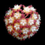 Hoya callistophylla flower