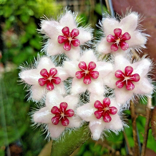 Hoya caudata