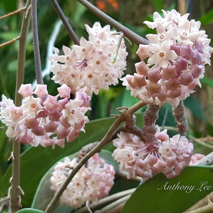 Hoya clandestina 'Pink'