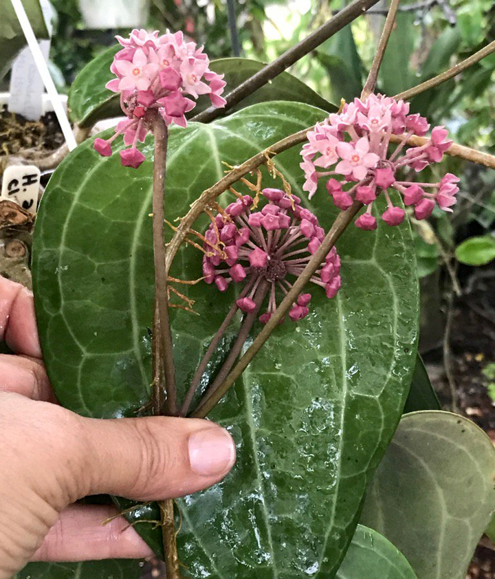 Hoya clandestina 'Pink'