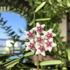 Hoya engleriana