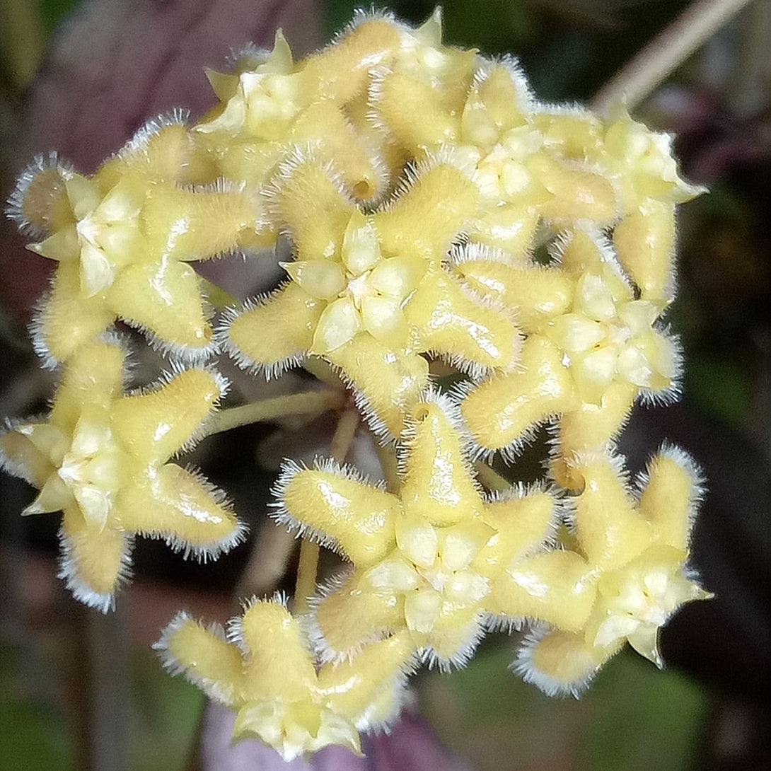 Hoya erythrina