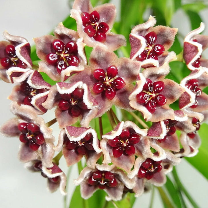 Hoya globulifera