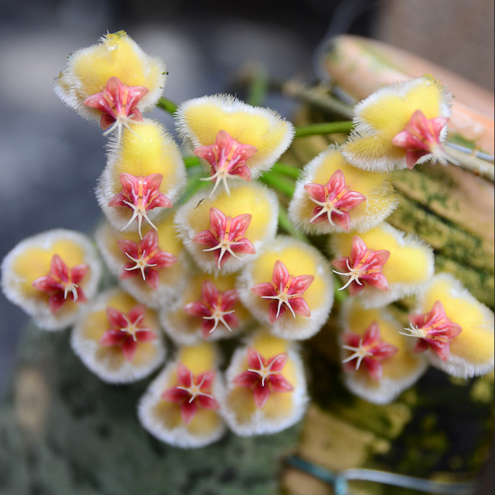 Hoya imbricata