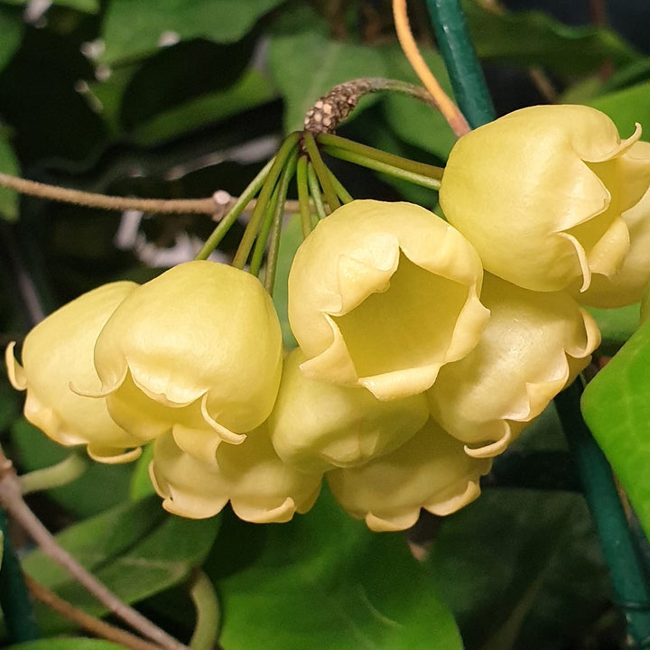 Hoya inflata