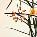 Hoya insularis