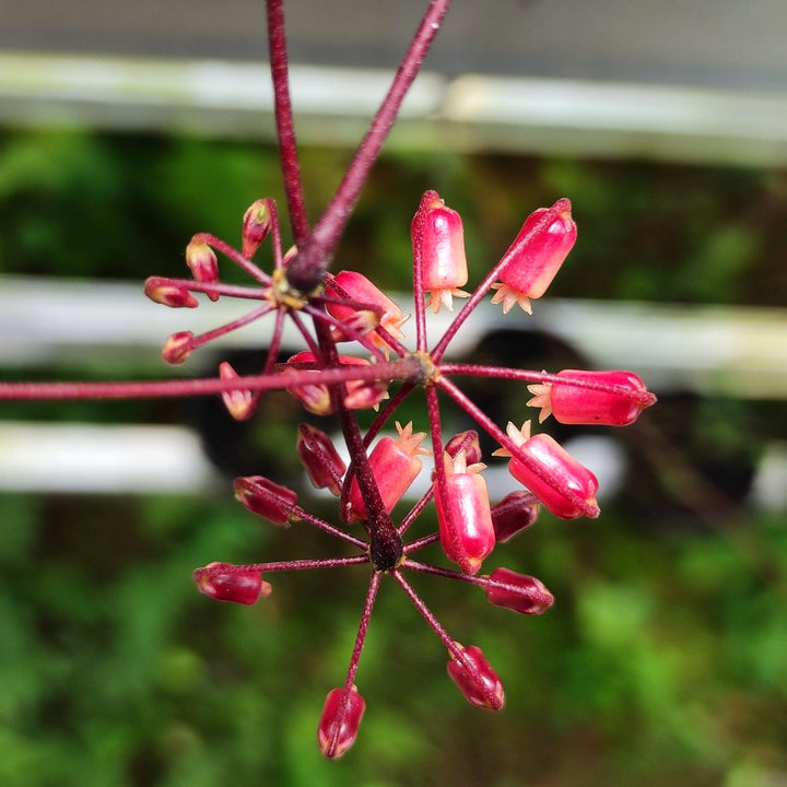 Hoya insularis