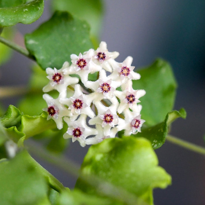 Hoya kanyakumariana