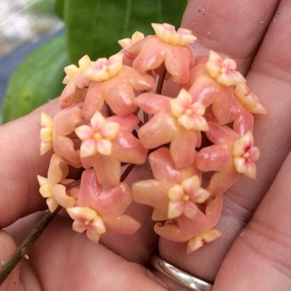 Hoya neoebudica (Golden Wax Plant) 