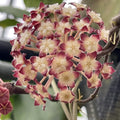 Hoya ranauensis