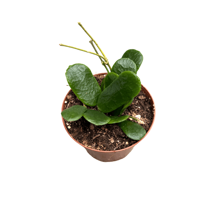 Hoya rotundiflora (square leaf hoya)