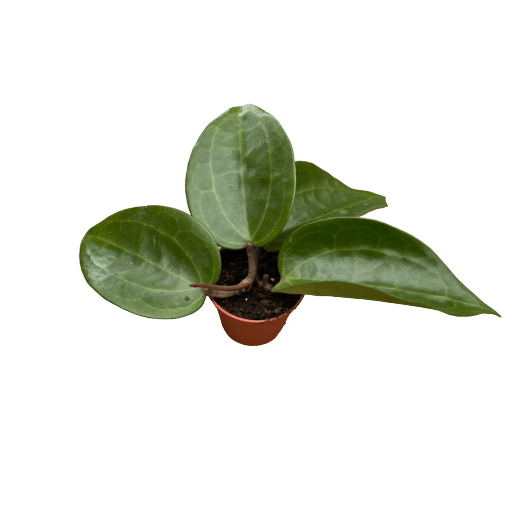 Hoya latifolia sp. ‘Sarawak’