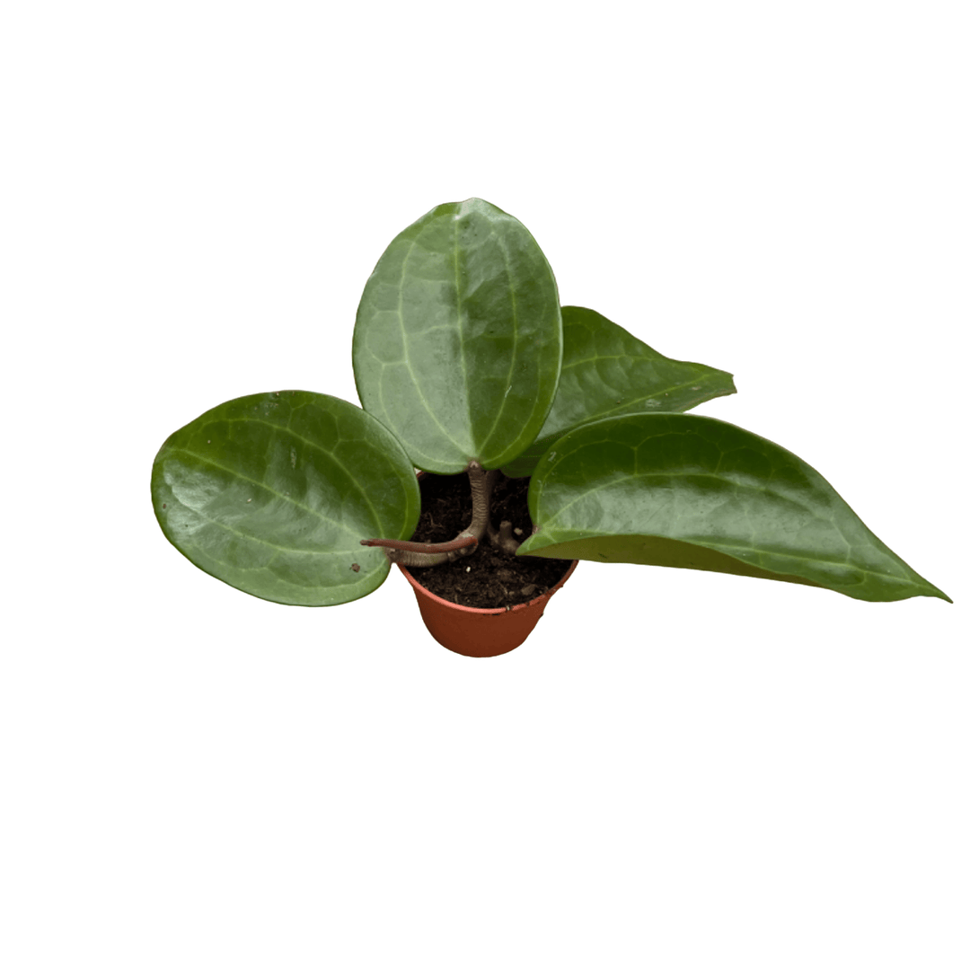 Hoya latifolia sp. ‘Sarawak’
