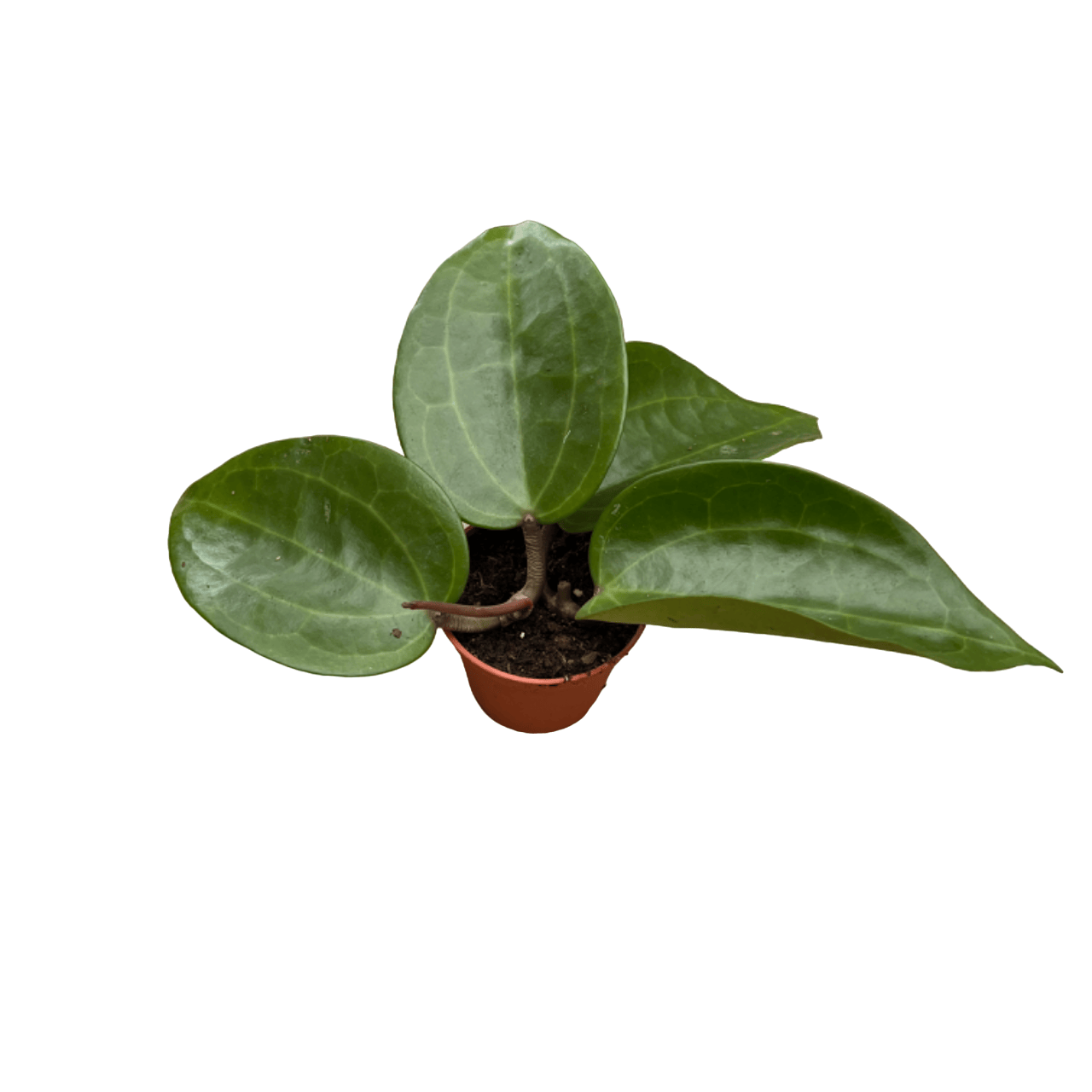 Hoya latifolia sp. ‘Sarawak’