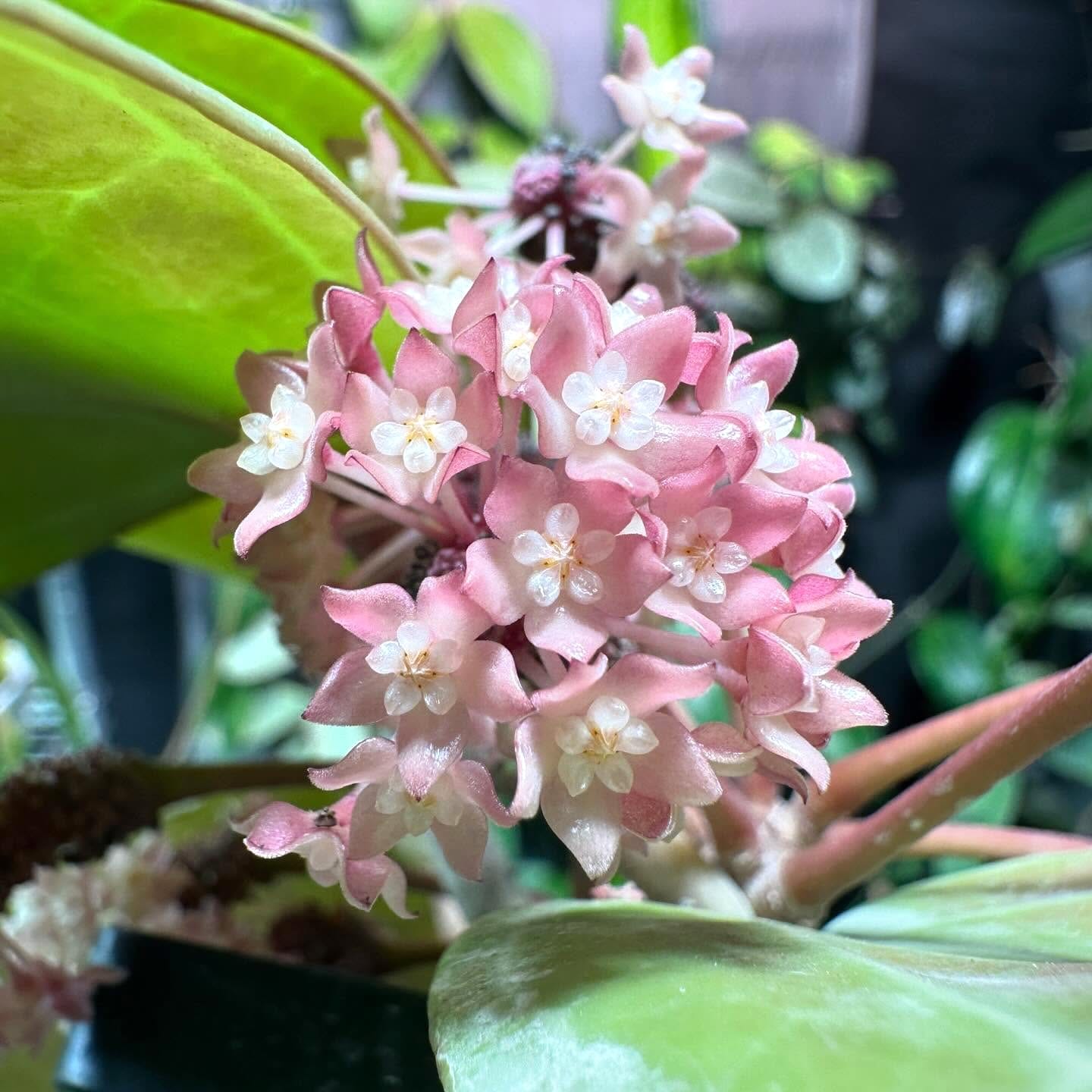 Hoya latifolia sp. 'Sarawak' D9 – Secret Garden Plant Shop