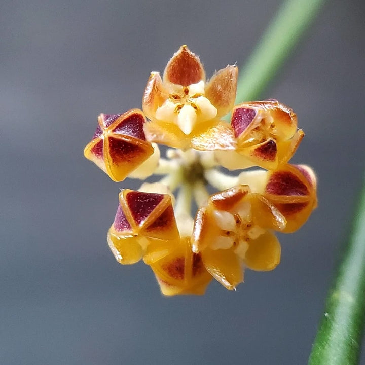 Hoya spartioides