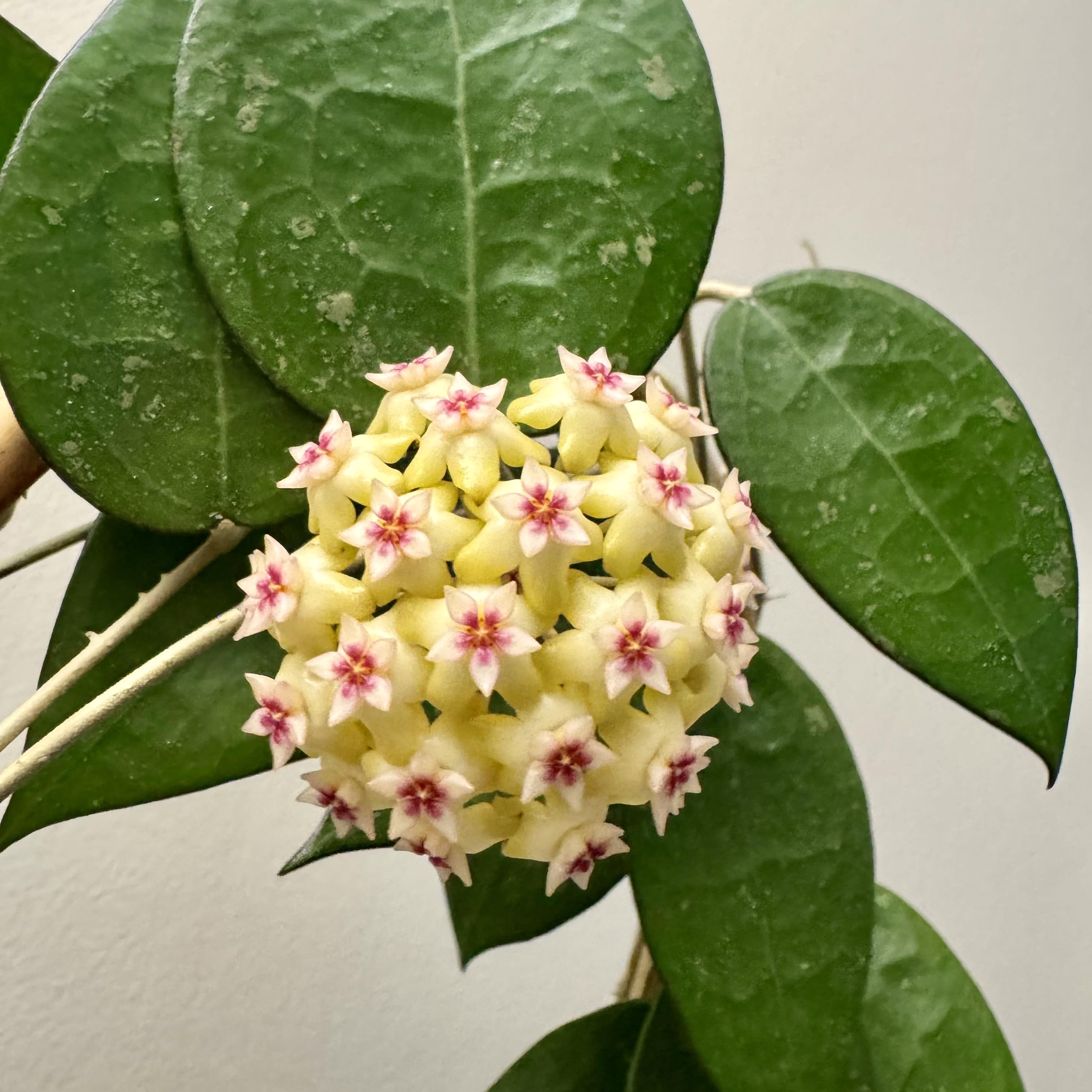 Hoya parasitica 'Black Margin'