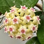 Hoya verticillata 'Lampung'