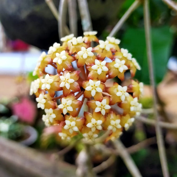 Hoya sp. Aceh 'Splash'