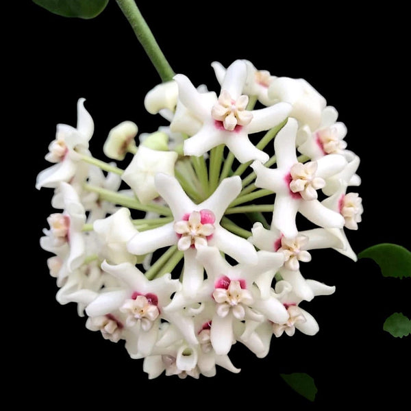 Hoya australis ssp. tenuipes