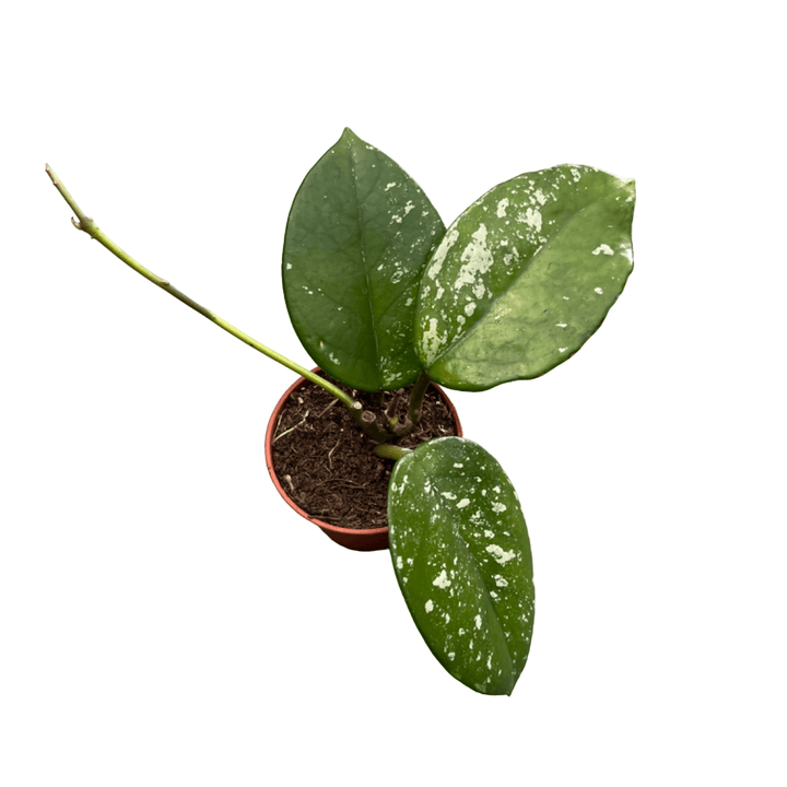 Hoya carnosa ‘Freckles’ (Silver Splash)