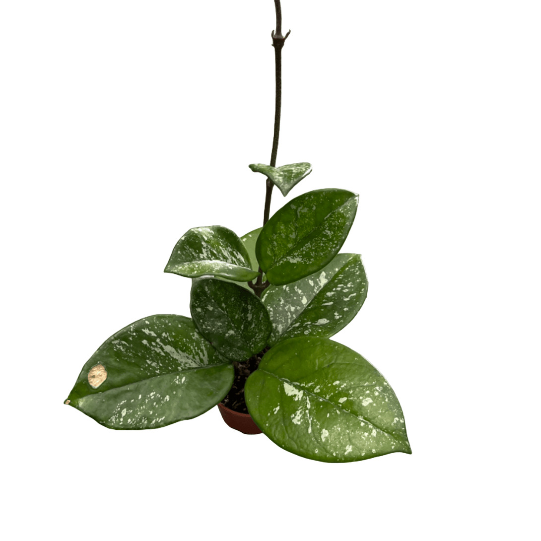 Hoya carnosa ‘Freckles’ (Silver Splash)