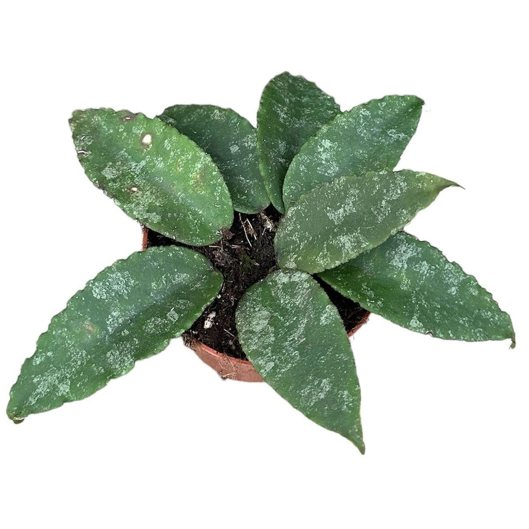 Hoya caudata