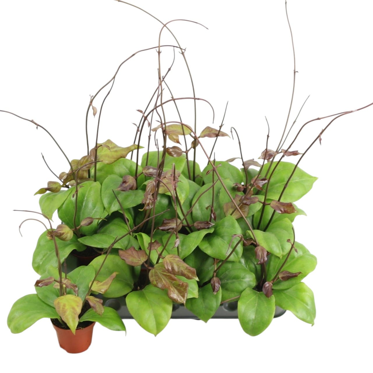 Hoya chunii (Hoya chuniana)