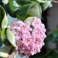 Hoya compacta (Hindu Rope)