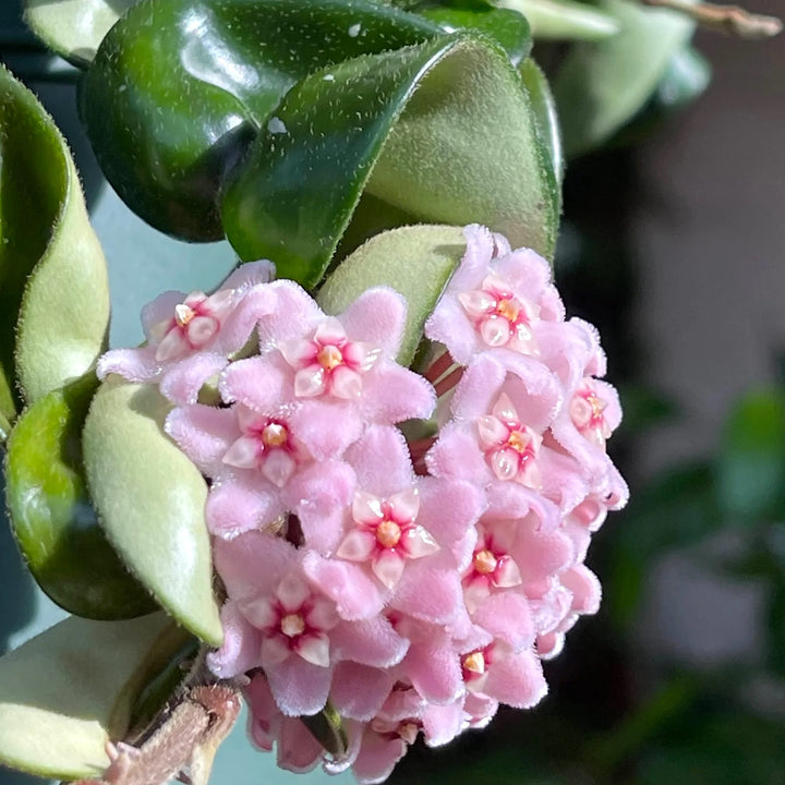 Hoya compacta (Hindu Rope)