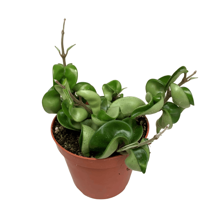 Hoya compacta (Hindu Rope)