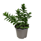 Hoya cummingiana (flori aurii, parfumate) - full pots!