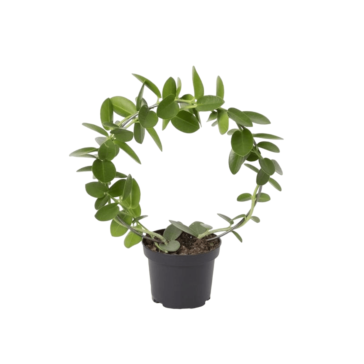 Hoya cummingiana (flori aurii, parfumate) - arcada