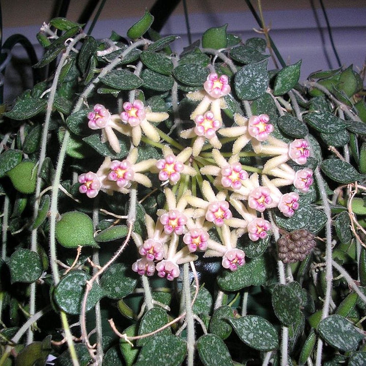 Hoya curtisii