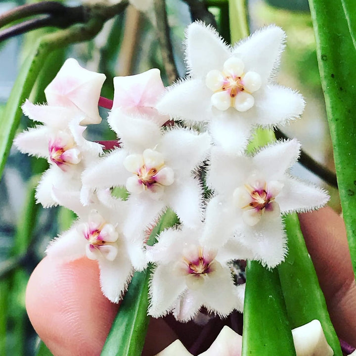 Hoya longifolia